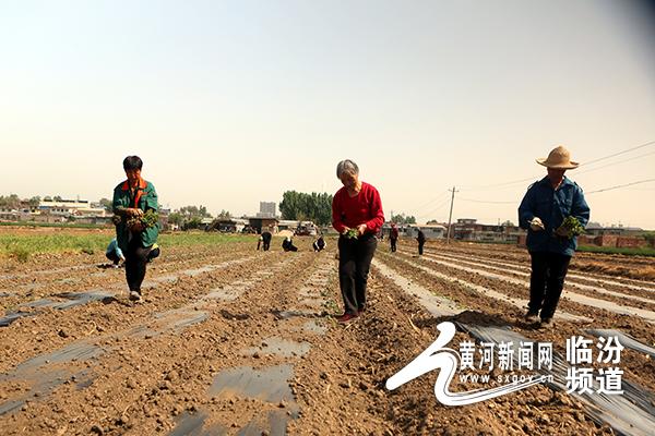 山西省临汾市尧都区刘村镇最新发展规划研究