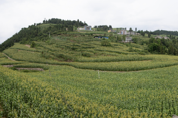 茅坝村新任领导，时代先锋引领乡村发展之路