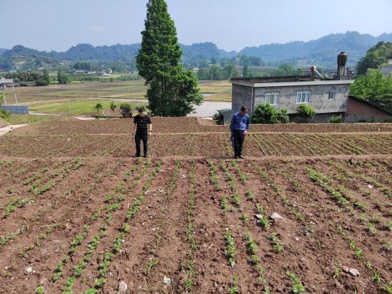 临翔区农业农村局新项目推动农业现代化助力乡村振兴